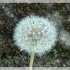 Pusteblume