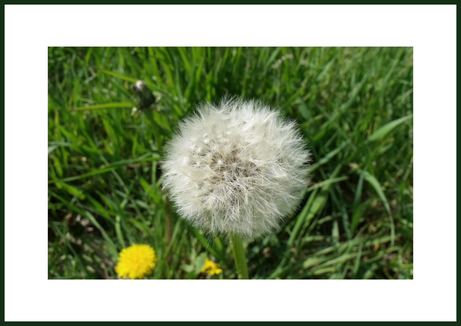 Pusteblume