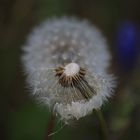 Pusteblume