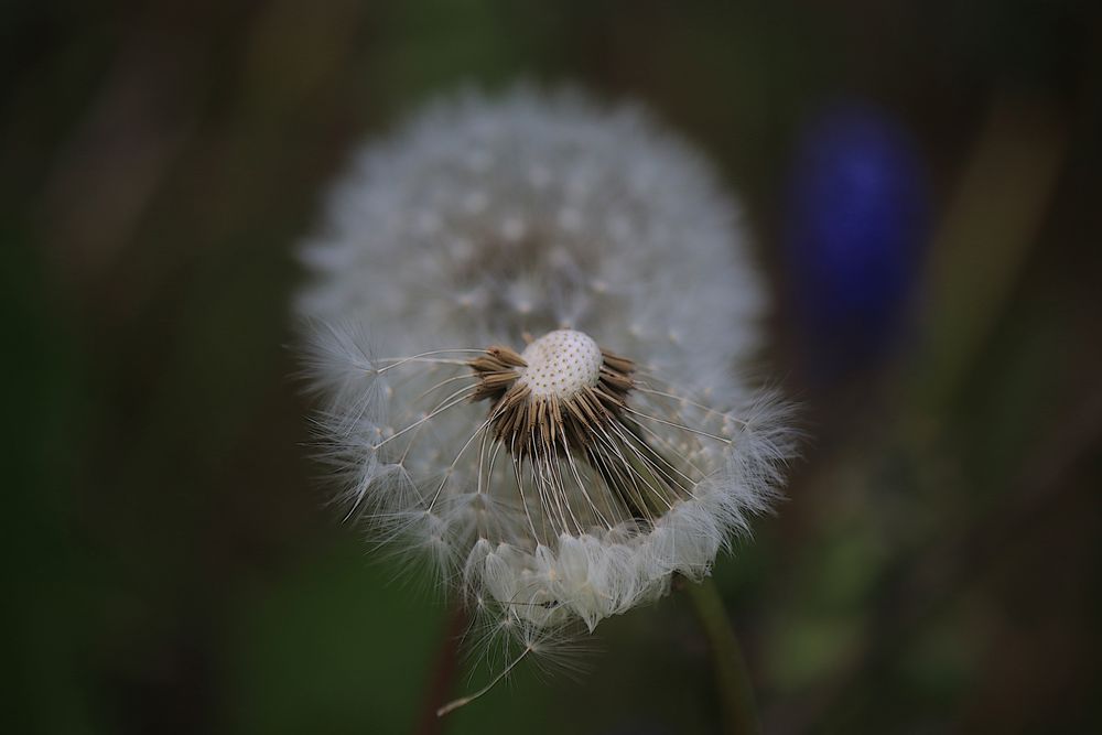 Pusteblume