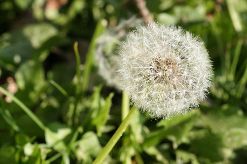 Pusteblume