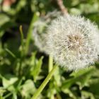 Pusteblume