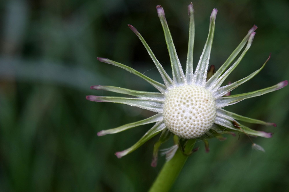 Pusteblume