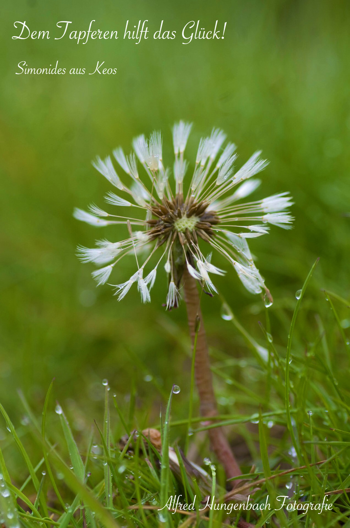 Pusteblume 