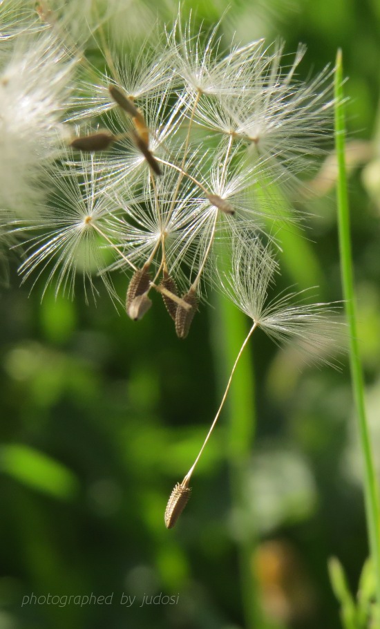 Pusteblume