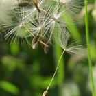 Pusteblume