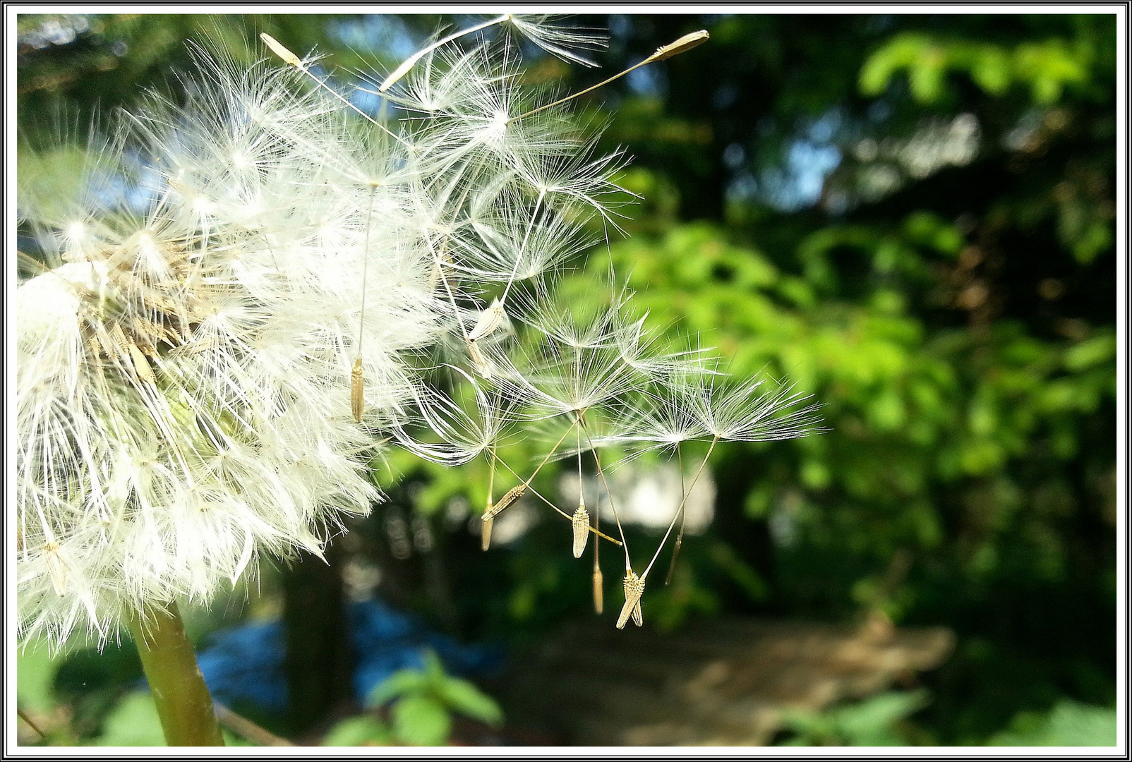 Pusteblume