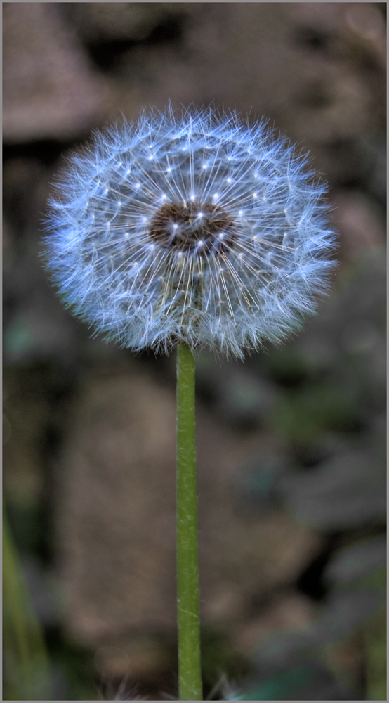 Pusteblume