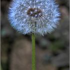 Pusteblume