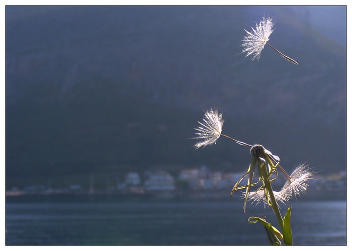 Pusteblume