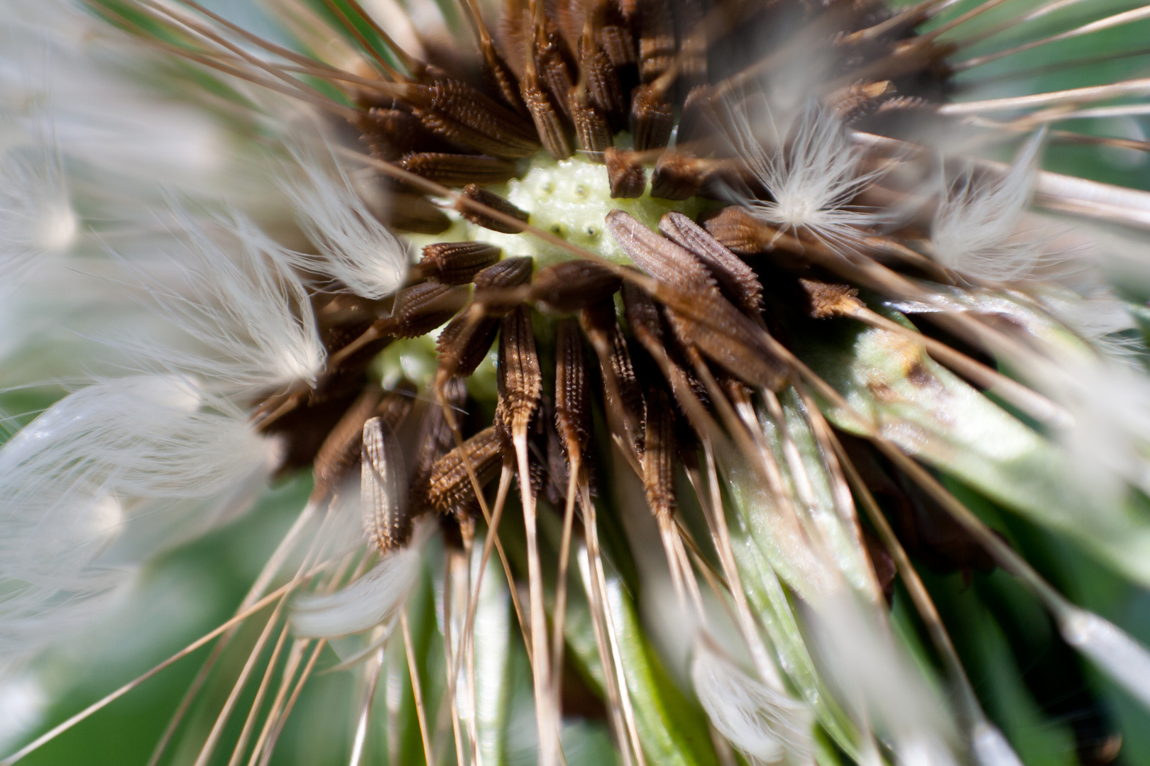 Pusteblume