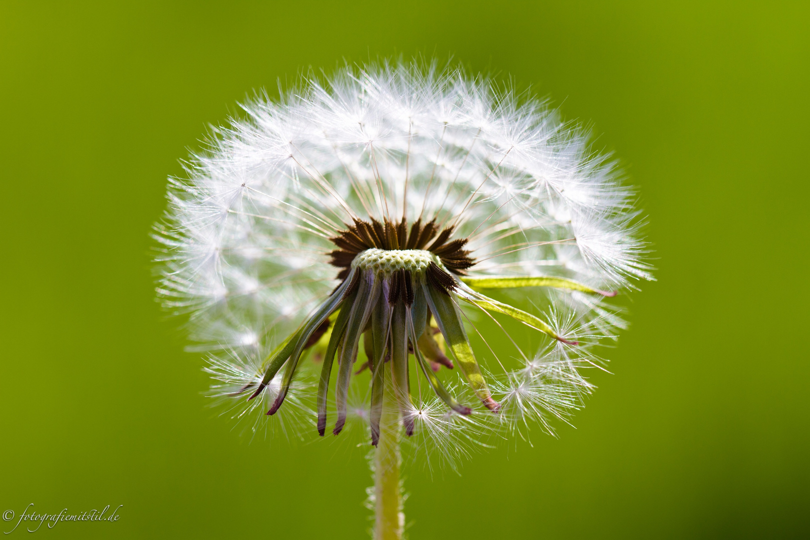 ***Pusteblume***