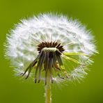 ***Pusteblume***