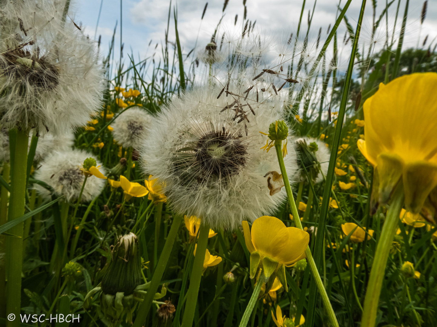 Pusteblume