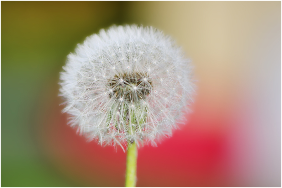 Pusteblume