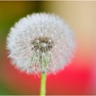 Pusteblume