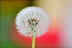 Pusteblume