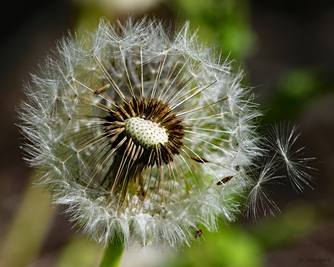 Pusteblume ...