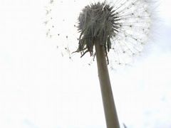 Pusteblume