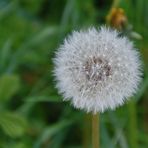 Pusteblume