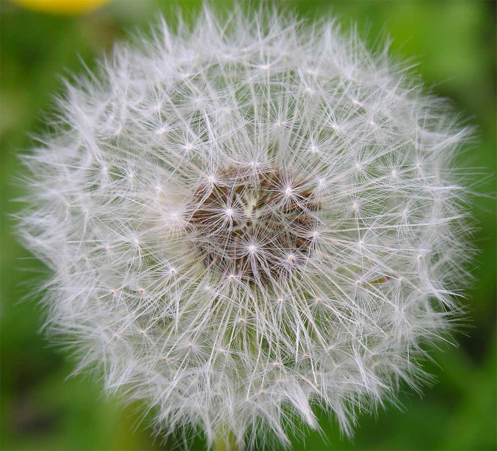 Pusteblume