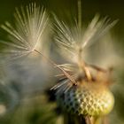 Pusteblume