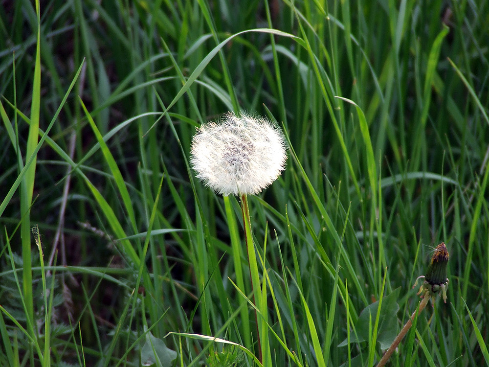 Pusteblume :)