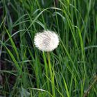 Pusteblume :)