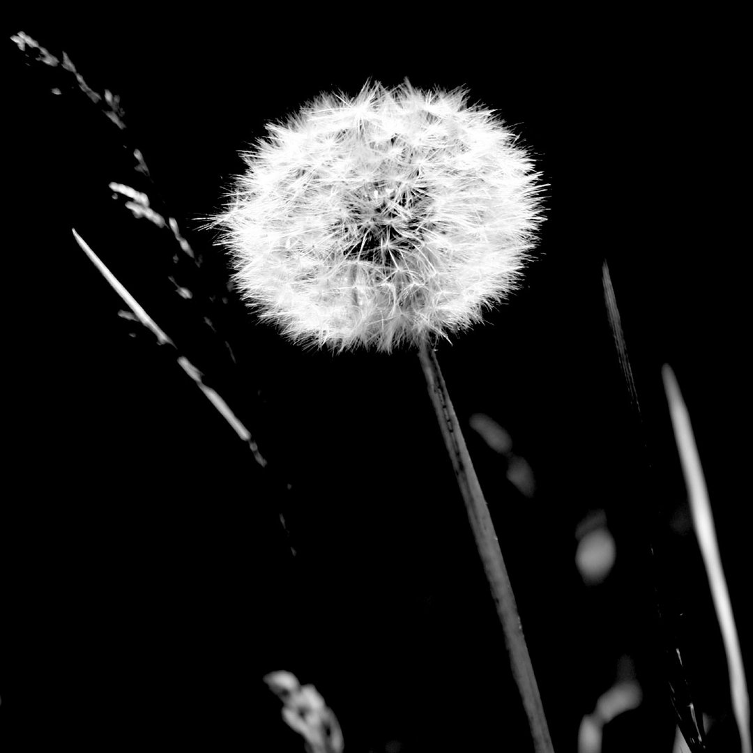 Pusteblume