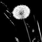 Pusteblume