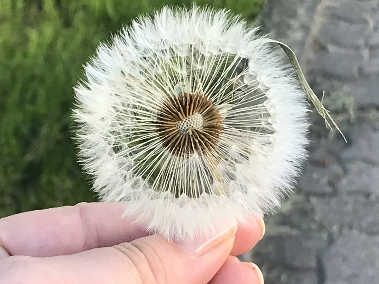 Pusteblume 