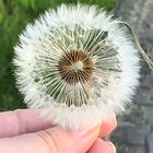 Pusteblume 