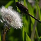 Pusteblume :-)