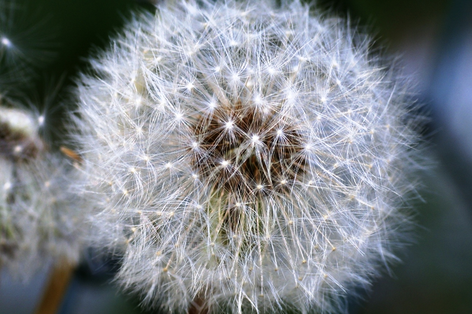 pusteblume