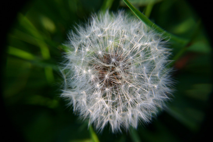 Pusteblume