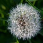 Pusteblume