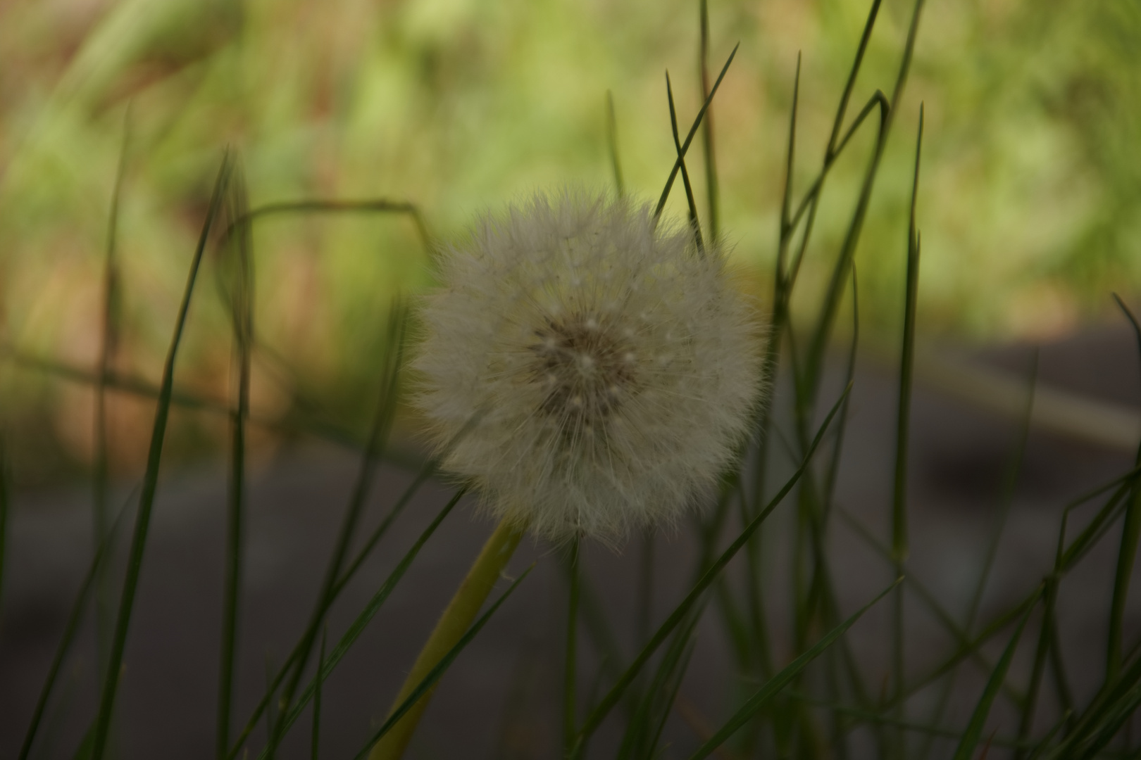 Pusteblume