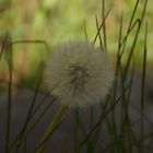 Pusteblume