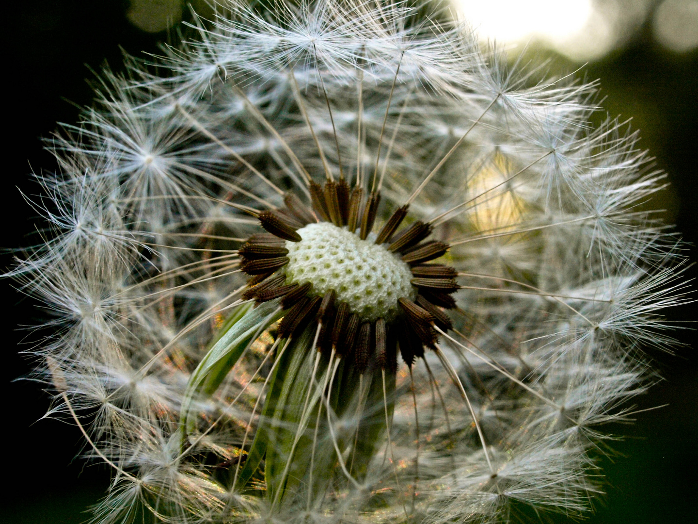 Pusteblume :-)