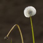 Pusteblume