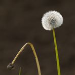 Pusteblume