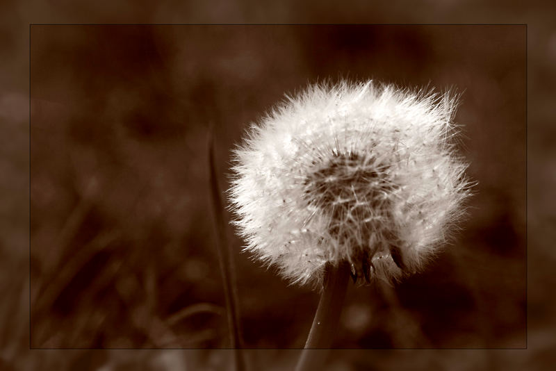 pusteblume*