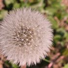 Pusteblume