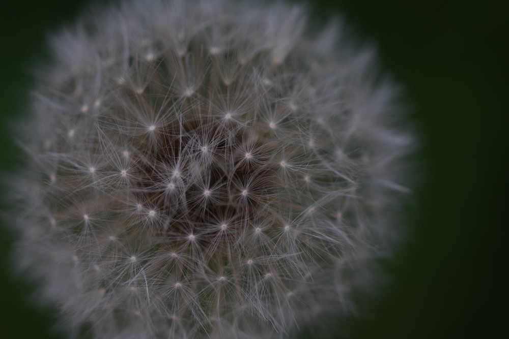 Pusteblume