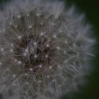 Pusteblume