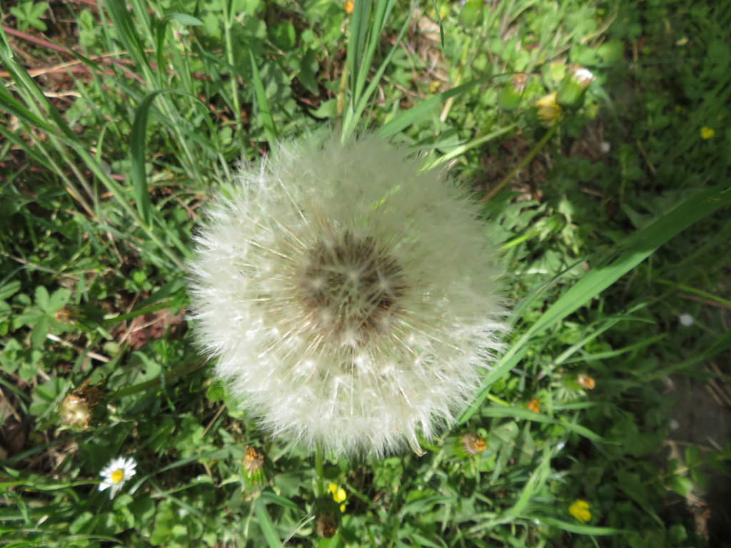 Pusteblume