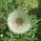 Pusteblume