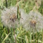 Pusteblume?