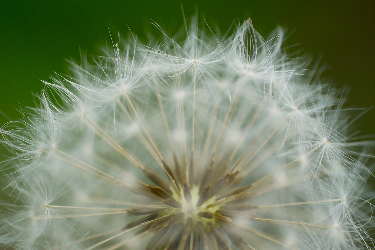 Pusteblume