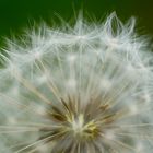 Pusteblume